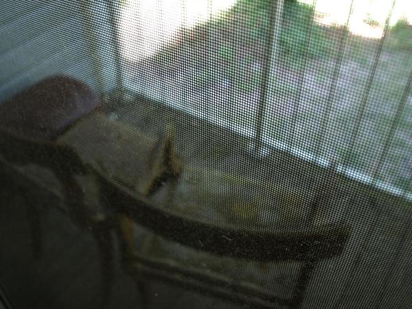 Two chairs