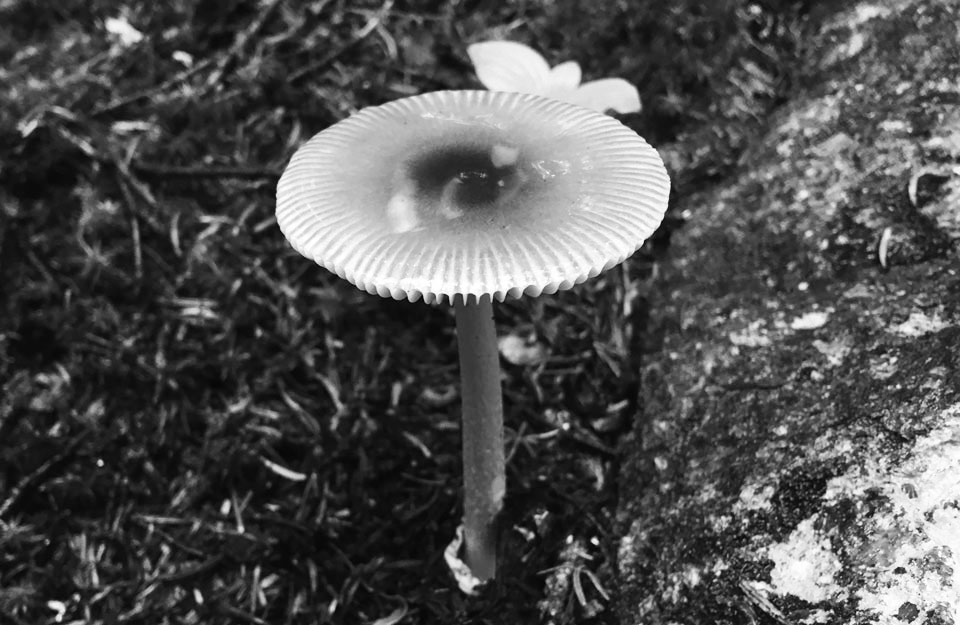 Delicate mushroom