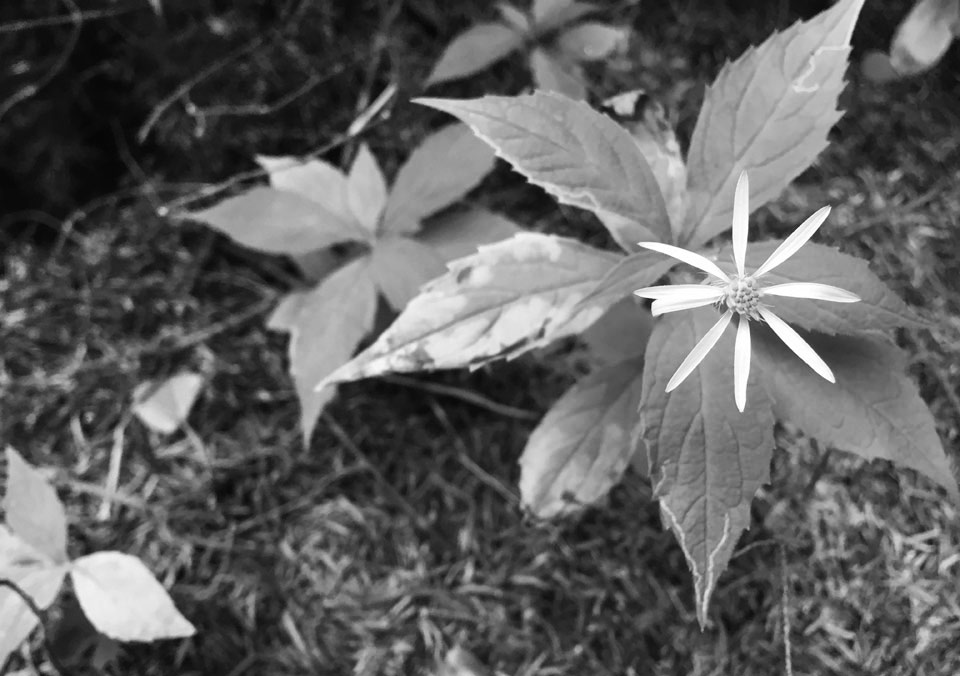 White Mountains flower