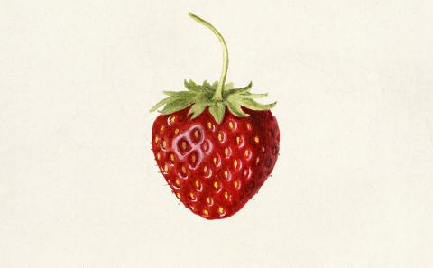 Strawberry